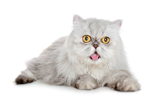 Kucing Lucu